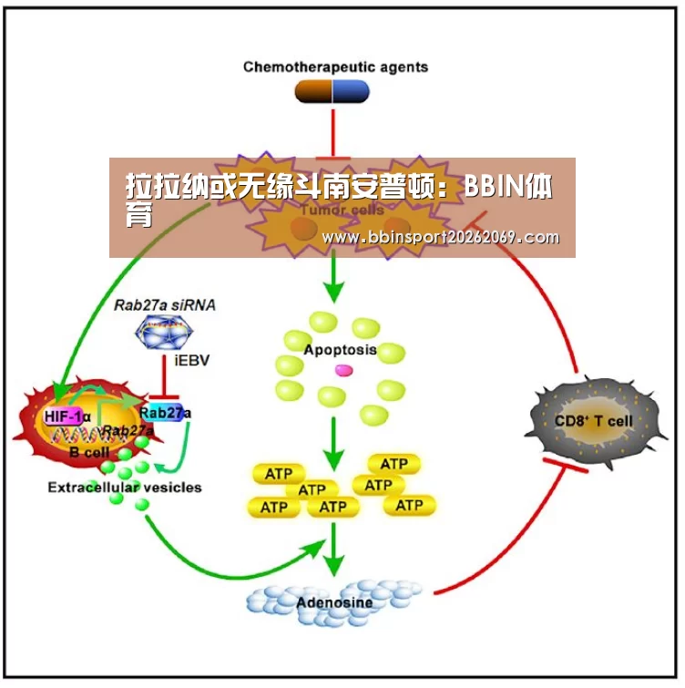 拉拉纳或无缘斗南安普顿:BBIN体育(图2) BBIN电竞