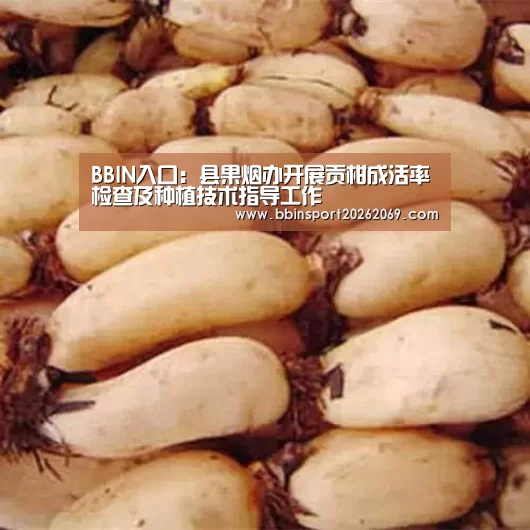 BBIN下载